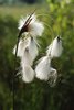 Breitblättriges Wollgras - Eriophorum latifolium | © e-pics A.Krebs