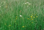 Rotschwingel - Festuca rubra | © Agroscope