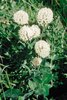 Trifoglio nivale - Trifolium pratense subsp. nivale | © Agroscope