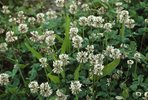 Weissklee - Trifolium repens  |  © e-pics A.Krebs