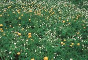 Nährstoffreiche Nasswiese, Untertyp Dotterblumen-Wiese, höhere Lage, viel Eisenhutblättriger Hahnenfuss, Trollblume | © Agroscope