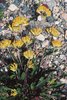 Trifoglio giallo delle sabbie alpestre - Anthyllis vulneraria subsp. alpestris | © Agroscope