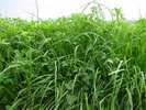 Luzerne-Gras-Mischung, SM 320 | © Agroscope 