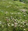Trifoglio nivale - Trifolium pratense subsp. nivale | © e-pics A. Krebs