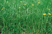 Englisches Raigras - Lolium perenne | © Agroscope