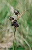 Erba lucciola multiflora - Luzula multiflora | © Agroscope