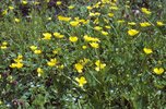 Kriechender Hahnenfuss - Ranunculus repens | © e-pics A.Krebs