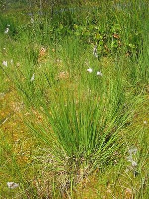 Gramigna liscia - Molinia caerulea | © Wikipedia