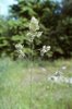 Knaulgras - Dactylis glomerata | © e-pics M.Baltisberger