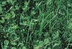 Pâturin des prés - Poa pratensis | © Agroscope