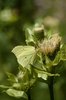 Kohldistel - Cirsium oleraceum. Mit Zitronenfalter - Gonepteryx rhamni | © e-pics A.Krebs