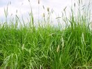 Längerdauernde Gras-Weissklee-Mischung mit Wiesenfuchsschwanz, SM 444 | © Agroscope