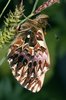 Le larve di titania - Clossiana titania vivono sul poligono bistorta - Polygonum bistorta | © e-pics A. Krebs