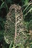 Rumex à feuilles obtuses - Rumex obtusifolius. Dégâts typiques causée par la chenille de la chrysomèle de l'oseille (Gastrophysa viridula) | © Agroscope
