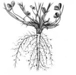 Rotklee - Trifolium pratense. Mit Wurzelknöllchen | © AGFF