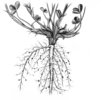 Rotklee - Trifolium pratense. Mit Wurzelknöllchen | © AGFF