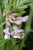 Zaunwicke - Vicia sepium. Sandbiene - Andrena spp. | © e-pics A.Krebs