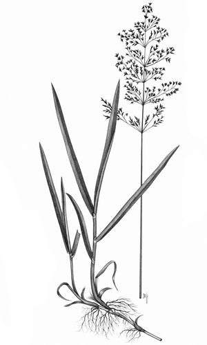 Fioringras - Agrostis gigantea | © AGFF