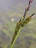 Carice fosca - Carex nigra | © Wikipedia