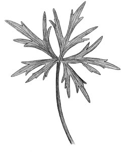 Scharfer Hahnenfuss - Ranunculus acris, subsp. acris. Blatt einteilig, eingeschnitten | © AGFF