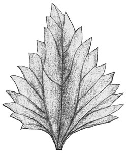 Zottiger Klappertopf - Rhinanthus alectorolophus. Rautenförmiges Tragblatt der Blüte | © AGFF