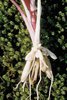 Scharbockskraut - Ranunculus ficaria. Wurzelknollen | © Agroscope