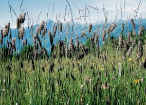 Rätisches Alpen-Lieschgras - Phleum rhaeticum | © Agroscope