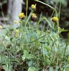 Trifoglio giallo-bruno - Trifolium badium | © e-pics M. Baltisberger