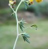 Sichelklee - Medicago falcata. Sichelförmige Frucht | © e-pics M.Baltisberger