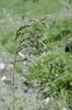 Rasenschmiele - Deschampsia cespitosa | © e-pics M.Baltisberger