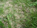 Mélange sursemis, zones favorables pour ray-grass, Mst 440U | © Agroscope