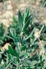 Silene rigonfia - Silene vulgaris. Fusto e foglie | © Agroscope