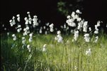 Breitblättriges Wollgras - Eriophorum latifolium. Nach der Blüte | © e-pics A.Krebs