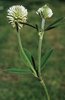Bergklee - Trifolium montanum | © e-pics M.Baltisberger
