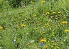 Trifoglio giallo-bruno - Trifolium badium | © e-pics A. Krebs