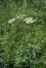 Spondiglio comune - Heracleum sphondylium | © e-pics A. Krebs