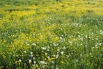 Scharfer Hahnenfuss - Ranunculus acris. Intensiv gedüngte Wiese | © e-pics A.Krebs