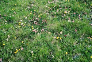 Borstgras-Weide, "milde" Ausbildung, mit Rotklee | © Agroscope