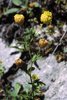 Trifoglio aureo - Trifolium aureum. Capolino a fine fioritura virante al marrone chiaro | © Agroscope