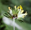 Trifoglio giallo delle sabbie - Anthyllis vulneraria | © e-pics M. Baltisberger