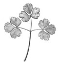 Doppelt gefiedert. Beispiel Grundblatt Gewöhnliche Akelei - Aquilegia vulgaris | © AGFF