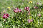 Trifoglio alpino - Trifolium alpinum in un pascolo a nardo | © e-pics A. Krebs