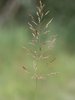 Fioringras - Agrostis gigantea | © Wikipedia