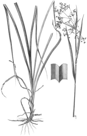 Waldbinse - Scirpus sylvaticus | © AGFF