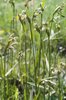 Breitblättriges Wollgras - Eriophorum latifolium. Blühend | © e-pics A.Krebs