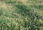 Weissklee - Trifolium repens | © Agroscope