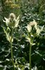 Kohldistel - Cirsium oleraceum | © e-pics A.Krebs