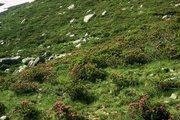Borstgras-Weide, unternutzt, mit Rostblättriger Alpenrose | © W.Dietl