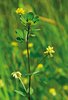 Kleiner Klee - Trifolium dubium | © Agroscope
