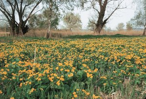 Nährstoffreiche Nasswiese, Untertyp Dotterblumen-Wiese, Talgebiet | © Agroscope